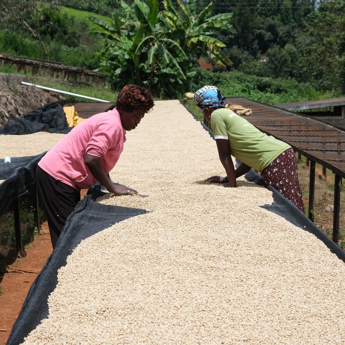 Zwei Frauen wenden Pergamentkaffee auf den Trockenbetten in Thiriku, Nyeri.